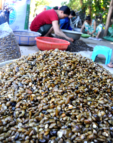 Shell-fish catching on Tra River bottom